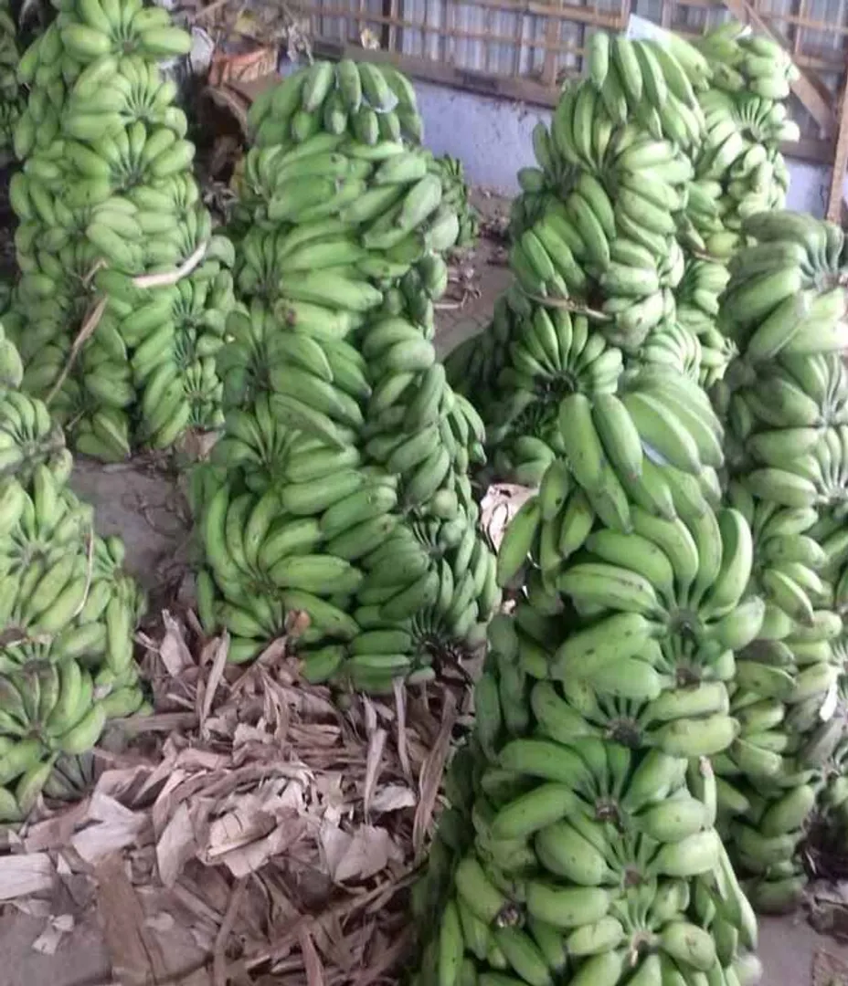 Sirumalai Banana 
